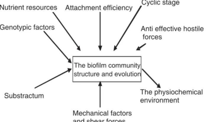 Figure 1. Environmental and cultural characteristics which affect the selection of biofilms multispecies.