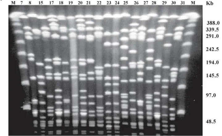 Figure 1. PFGE profiles of SmaI-digested genomic DNA of 18 Staphylococcus aureus strains