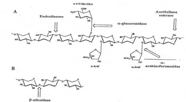 Figura 11: Complexo xilanolítico. A: Enzimas envolvidas na degradação da xilana. Ac: grupos acetil; 