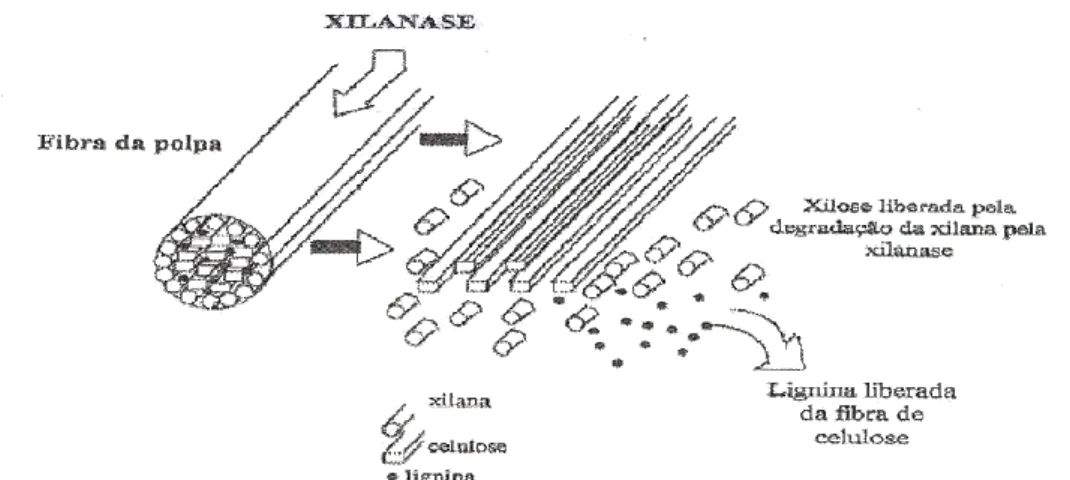 Figura 12: Remoção da lignina associada à hemicelulose da polpa de madeira, pela ação da xilanase  (TECHAPUN et al., 2003)