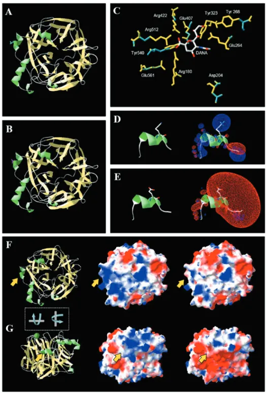 Figure 3. Model display of monomeric MuV HN-K 335  (A) and HN-E 335  (B). They differ in two residues (ball-stick representation to the left) located in a small helical section of the surface: lysine colored in cyan (A) and glutamic acid in magenta(B)