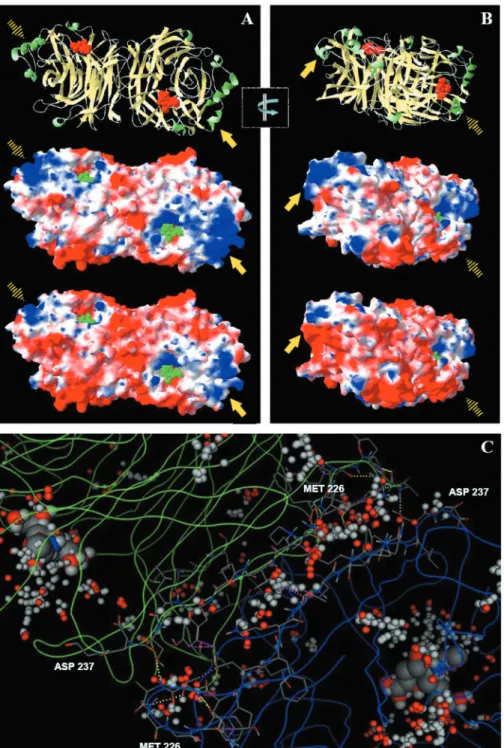 Figure 4. Displaying the dimeric models of both MuV HN target proteins. A and B present HN under different angles, top: ribbon display of the common backbone for both mutants; below: molecular surface representation for each MuV variant