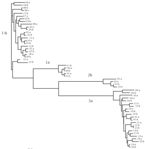 Figure 1: Phylogenetic tree constructed based on the sequencing of 156 bp corresponding to the NS5b region of the HCV  genome