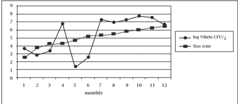 Figure 2: Monthly variation of the estimates of log Vibrio CFU/g and individual size for farmed mangrove oyster, Crassostrea  rizophorae, collected in Euzébio, Ceará state, Brazil.