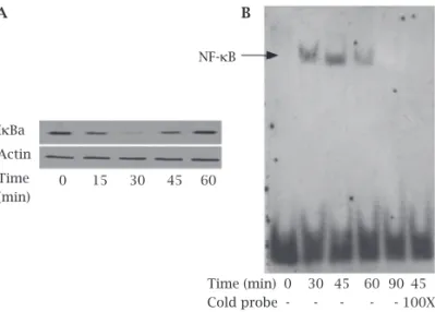 Figure 1: Time-dependent activation of NF-kB signaling  pathway by Staphylococcus aureus in human osteoblasts