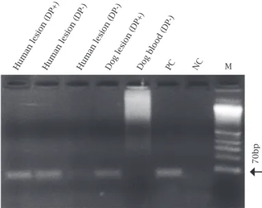 Figure 1: Representative gel showing analytical sensitivity  of PCR using as the template a twofold serial dilution of  DNA from promastigote forms of L