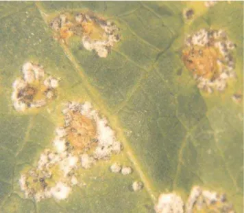 Figura 1. Estromas de Microcyclus ulei, em folha de serin- serin-gueira colonizada por Dicyma pulvinata.