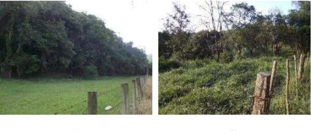 Figura 7. Análise de paisagem: (a) Meio biótico com ambientes conservados, (b) meio biótico com ambientes  degradados .