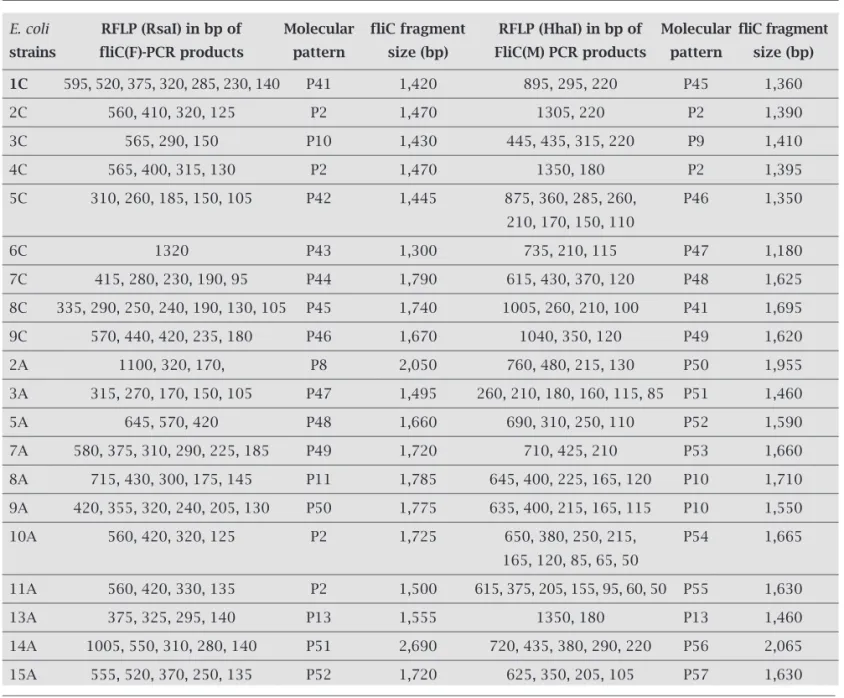 Table 6. fliC gene restriction analysis of non-typeable E.coli strains using RsaI and HhaI