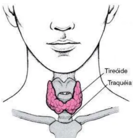Figura 1. Localização da glândula tireóide. 