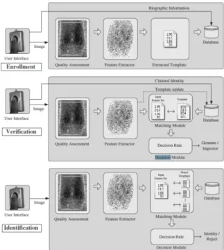 Figure 2.3: Enrollment and recognition (verification and identification) stages of a fingerprint biometric system.