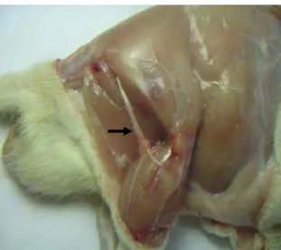 Figura ilustrativa (dissecção). 