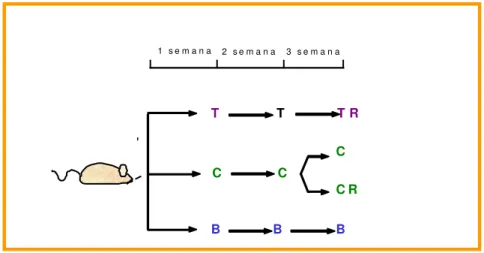 Figura 2.   Desenho experiment al.   B (grupo branco;  rat os não colít icos);   C (grupo cont role;  rat os colít icas);   CR  (grupo cont role com recidiva;   rat os  colít icos que receberão uma segunda administ ração de TNBS);   T  (grupo  t rat ado;  