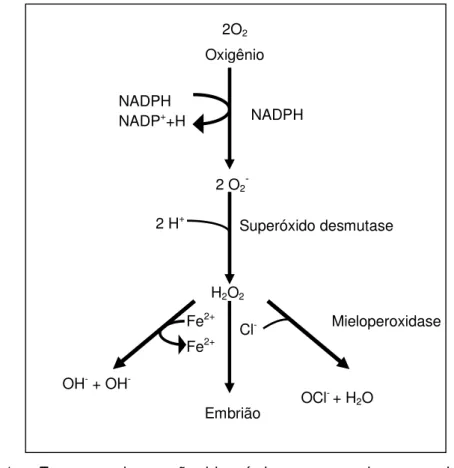 FIGURA 1 - Esquema da reação bioquímica que envolve a produção de      espécies reativas de oxigênio (radicais livres)