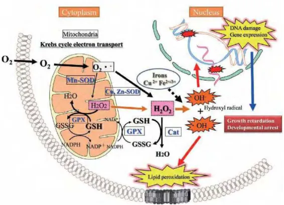 FIGURA 3  - Representação da produção de ERO, reações oxirredução, e     atuação da enzima SOD como antioxidante(TAKAHASHI, 2012)