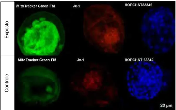 FIGURA 5 - Embriões bovinos (D7) dos grupos controle e exposto.  Marcação  pelo MitoTracker Green FM sob fluorescência (emissão de  comprimento de onda: 500 nm) demostrando uma marcação  intensa da massa celular interna no grupo exposto