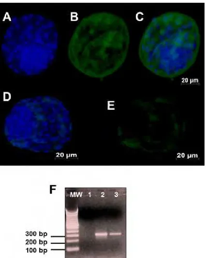 FIGURA 7 – Micrografia mostrando embriões bovinos (D7) examinados sob  fluorescência (FITC, comprimento de onda: 512 nm) para  AOP-1