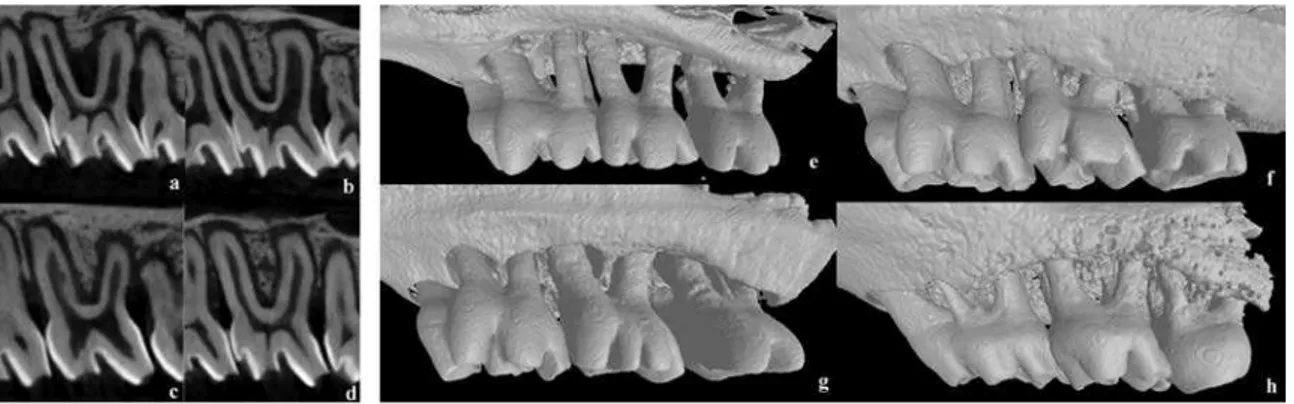 Figure 2. Images of the maxillary second molars using micro-computed tomography  in a 7-day period