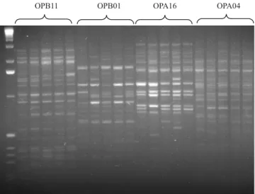 Figura 1. Triagem de oligonucleotídeos iniciadores mostran- mostran-do diferentes padrões de amplificação.