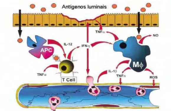 Figura 4. Respostas imunes mediadas por células no cólon. 