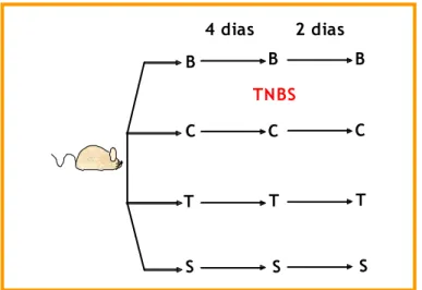 Figura 8. Desenho experimental da fase aguda de  colite. B (grupo branco; ratos sem colite); C (grupo  controle; ratos colíticos); T (grupo tratado; ratos  colíticos tratados com diferentes doses do extrato  de Baccharis dracunculifolia); S (grupo referênc