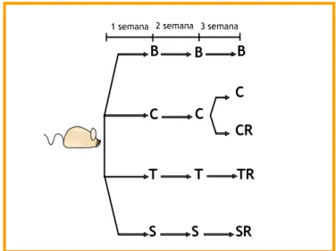 Figura 9. Desenho experimental da fase crônica  de colite com recidiva. B (grupo branco; ratos sem  colite); C (grupo controle; ratos colíticos sem  recidiva); CR (grupo controle com recidiva; ratos  colíticos que recebem uma segunda  administração de TNBS