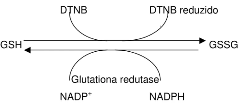 Figura 10. Esquema das reações que ocorrem na  determinação do conteúdo de glutationa total em  amostras de cólon