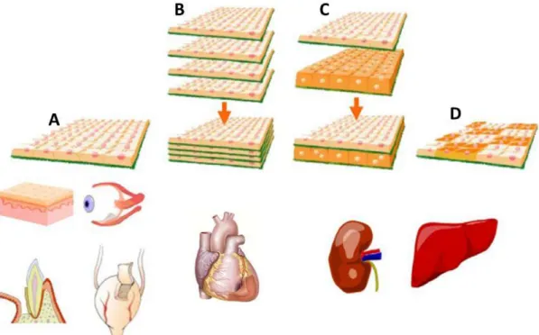 Figure  2  -  Examples  of  CS  engineering  to  create  tissue-like  substitutes.  (A)  Application  of  Single  CS  transplantation for cornea replacement and regeneration of skin, periodontal ligament and bladder