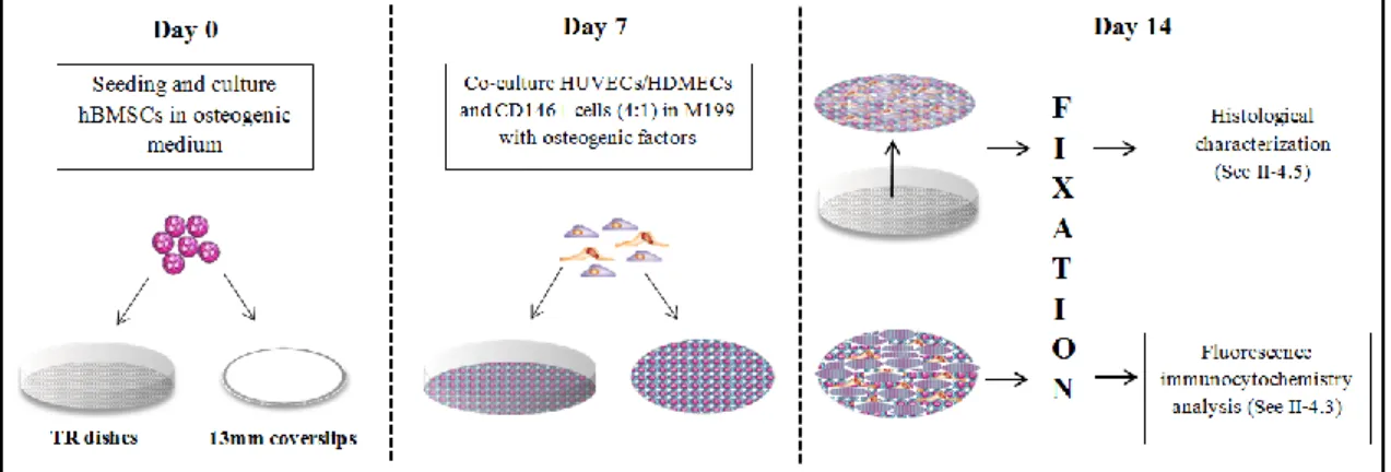 Figure 1 – Schematic representation of the steps to set-up the co-cultures. 