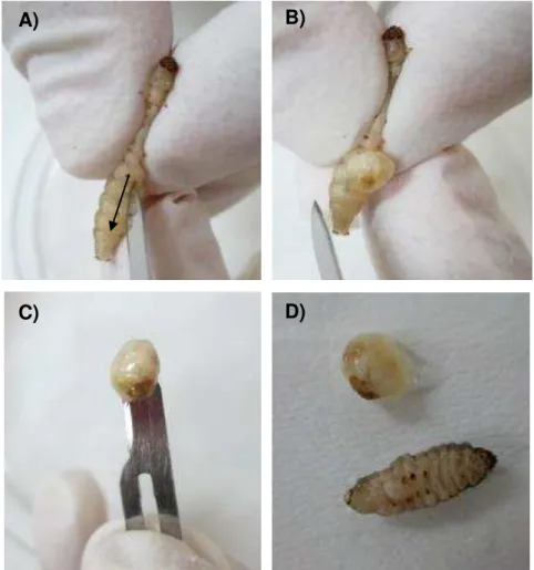 Figura  2  –  Sequência  da  retirada  do  corpo  de  gordura  de  G.  mellonela.  A)  Corte  longitudinal realizado na parte ventral da lagarta (seta); B) Pressão lateral realizada na  lagarta  para  remoção  do  corpo  de  gordura;  C)  Visualização  do 