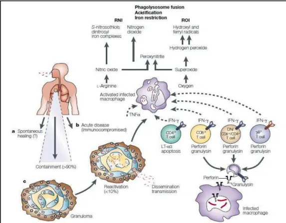 Figura  5:  Representação  esquemética  dos  processos  envolvidos  na  infecção,  no  curso  da  doença  e  nos  mecanismos  imunes  ativados  durante  a  infecção  pelo  M