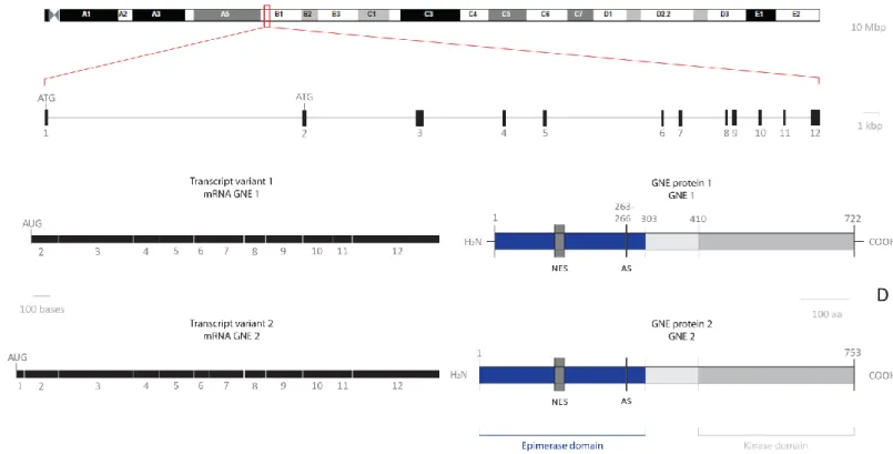 Figure  3  –  GNE  genomic  locus,  mRNA  variants  and  protein  isoforms  in  mouse
