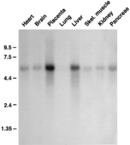 Figure 4 – Northern blot analysis of mouse RNA  Figure 5 – Northern blot analysis of human  for expression of GNE