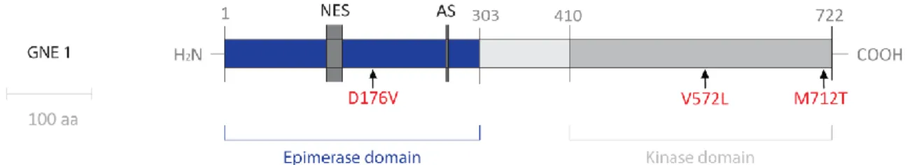 Figure 7 – Schematic drawing representing GNE enzyme with major HIBM mutations (in red)