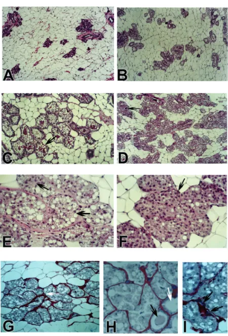 Figure 1. Different morphologic aspects of the mammary gland after 6-month exposure of female rats to testosterone