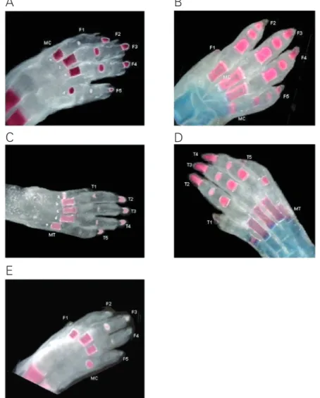 Figure 3. Extent of ossification of fore- and hindpaw bones in the rat on pregnancy day 21 and postnatal day 7