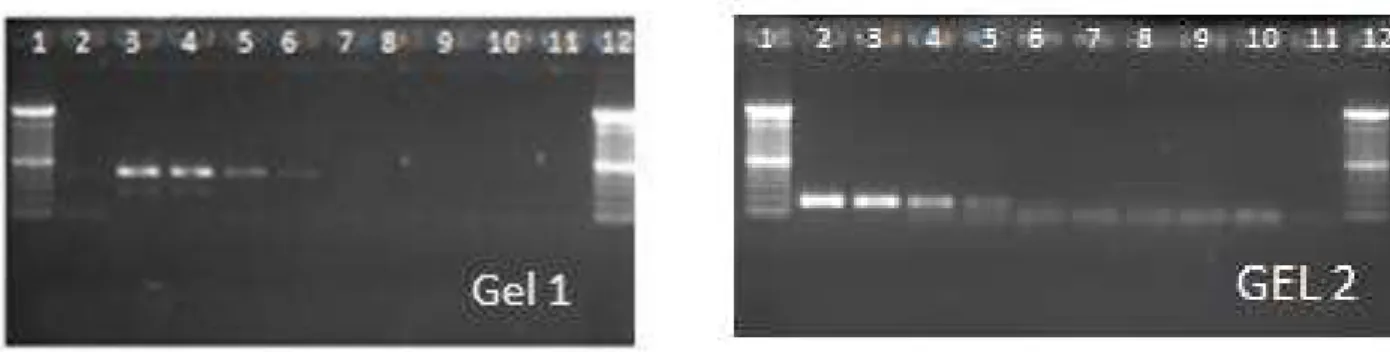 Figura 1. Curva de sensibilidade analítica da PCR 