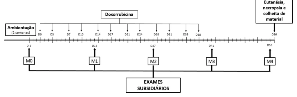 Figura 1.  Representação esquemática do cronograma e protocolo experimental. Unesp, Jaboticabal, SP (2016)