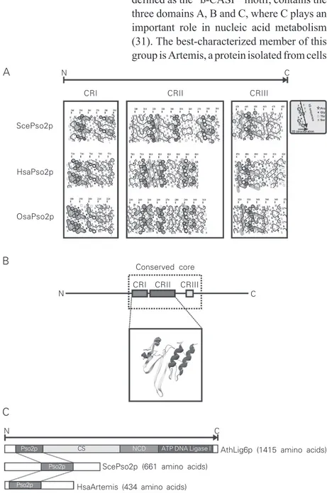 Figure 2. Hydrophobic cluster analysis of yeast (Saccharomyces cerevisiae, Sce), human (Homo sapiens, Hsa), and rice (Oriza sativa, Osa) Pso2p sequences (A)