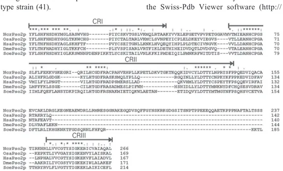 Figure 3. Multiple alignment of Pso2p conserved region sequences (CRI to CRIII) from yeast (Saccharomyces cerevisiae, ScePso2p), humans (Homo sapiens, HsaPso2p), filamentous fungi (Neurospora crassa, NcrPso2p), fruit flies (Drosophila melanogaster, DmePso2