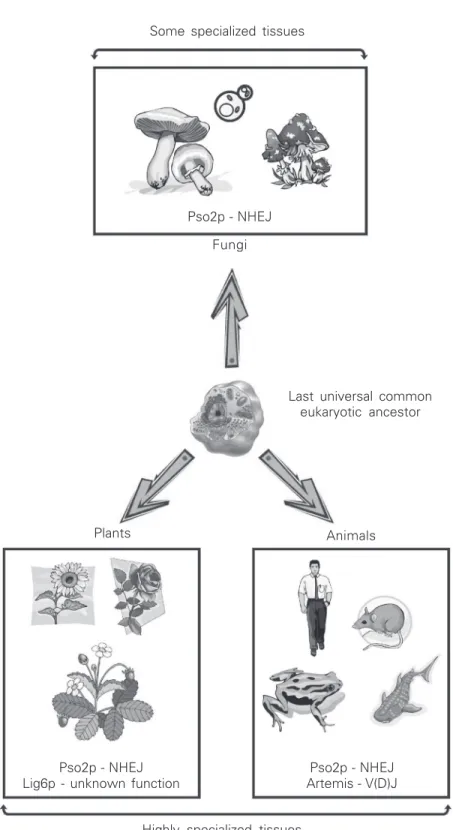 Figure 4. Evolutionary diversification of Pso2p in fungi, animals, and plants from a last universal common eukaryotic ancestor