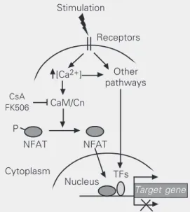 Figure 1. Schematic view of NFAT transcription factor  signal-ing pathway in gene expression regulation
