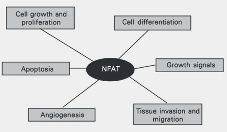 Figure 2. Tumor-related processes regulated by NFAT transcription factors. NFAT proteins have shown to directly regulate the expression of genes related to cellular proliferation (e.g., CDK4) and differentiation (e.g., cytokines and growth factors), apopto