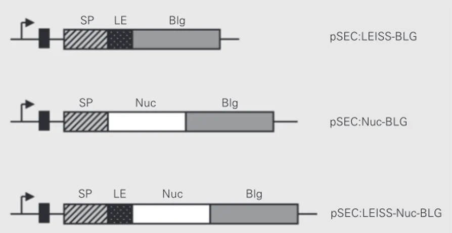 Figure 1. Expression cassettes for bovine ß-lactoglobulin (BLG) production and export in Lactococcus lactis
