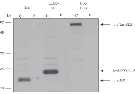 Figure 2. Production of BLG, LEISS:BLG and Nuc-BLG fusions in Lactococcus lactis was detected by Western blot with anti-BLG antibodies from induced cultures of the  recombi-nant strains NZ9000 (pSEC:BLG), NZ9000 (pSEC:LEISS:BLG) and NZ9000  (pSEC:LEISS:Nuc