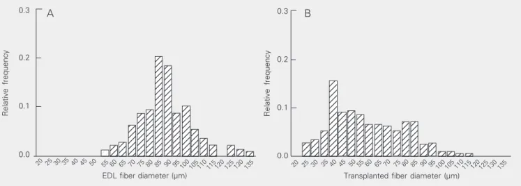 Figure 3. Frequency histograms of skeletal muscle fiber diameter.     Sections obtained from adult male rat extensor digitorum longus (EDL) muscle (A) or from ectopic muscle 7 days after transplantation (B) were stained with hematoxylin and eosin and photo
