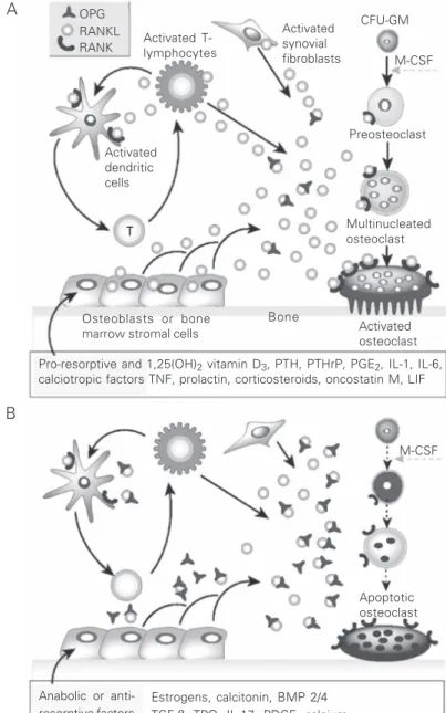 Figure 1.     Hormonal control of bone resorption. Schematic representation of the mechan- mechan-ism of action of A, pro-resorptive and calcitropic factors and B, anabolic and  anti-osteoclastic factors