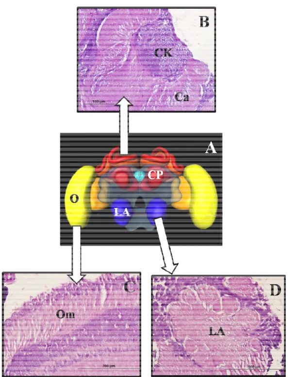 Figura 1: A- representação esquemática do cérebro de abelhas Apis mellifera (fonte: 
