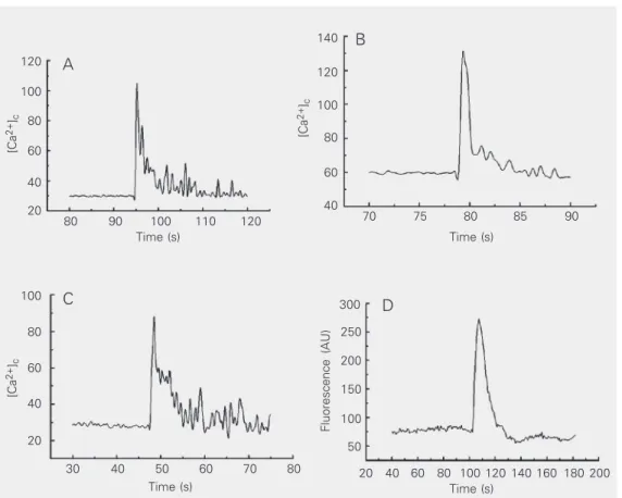 Figure 1. Effect of UTP on lizard red blood cells. Cytosolic  cal-cium concentration (A, B, C) was measured fluorometrically with Fluo-3 AM
