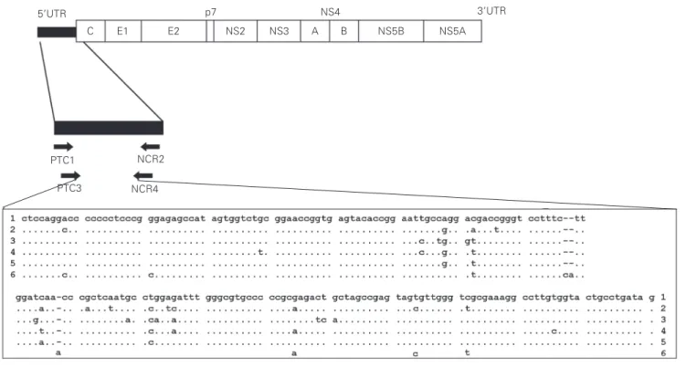 Figure 1. Coordinates of the primers used in the hepatitis C virus amplification and sequences from the amplified region representing different genotypes: 1 (AF333324), 2 (D00944), 3 (D17763), 4 (Y11604), 5 (Y13184), 6 (Y12083)